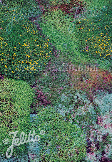 SEDUM Mix for Green Walls & Roofs cca.50 semien